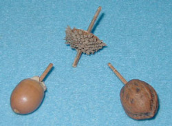 身近な木の実を利用した自然物のこま
